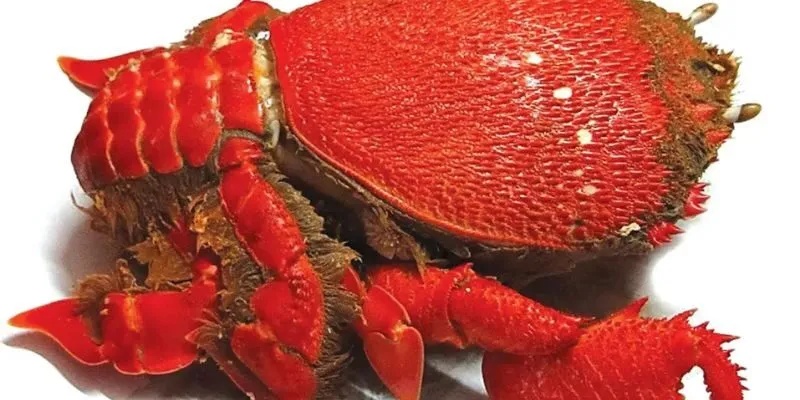 Giá Trị Dinh Dưỡng Của Cua Huỳnh Đế Rang Phồng Phong